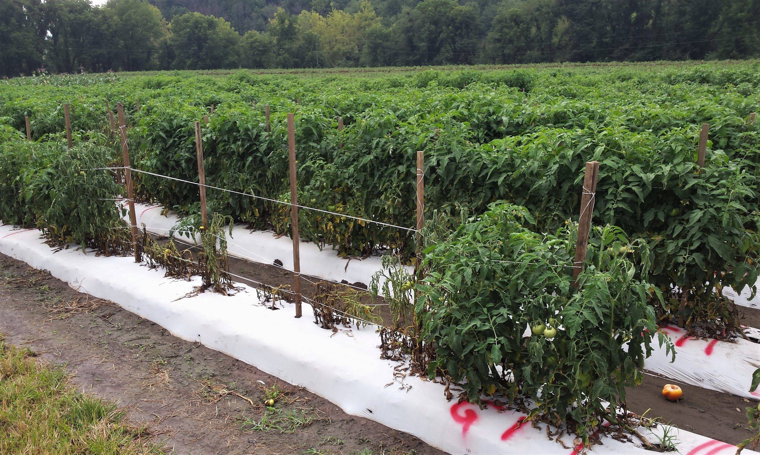 Camps experimentals a Carolina del Nord|Invasió Bacteri|Camps experimentals a Carolina del Nord|IMG-20170628-WA0008